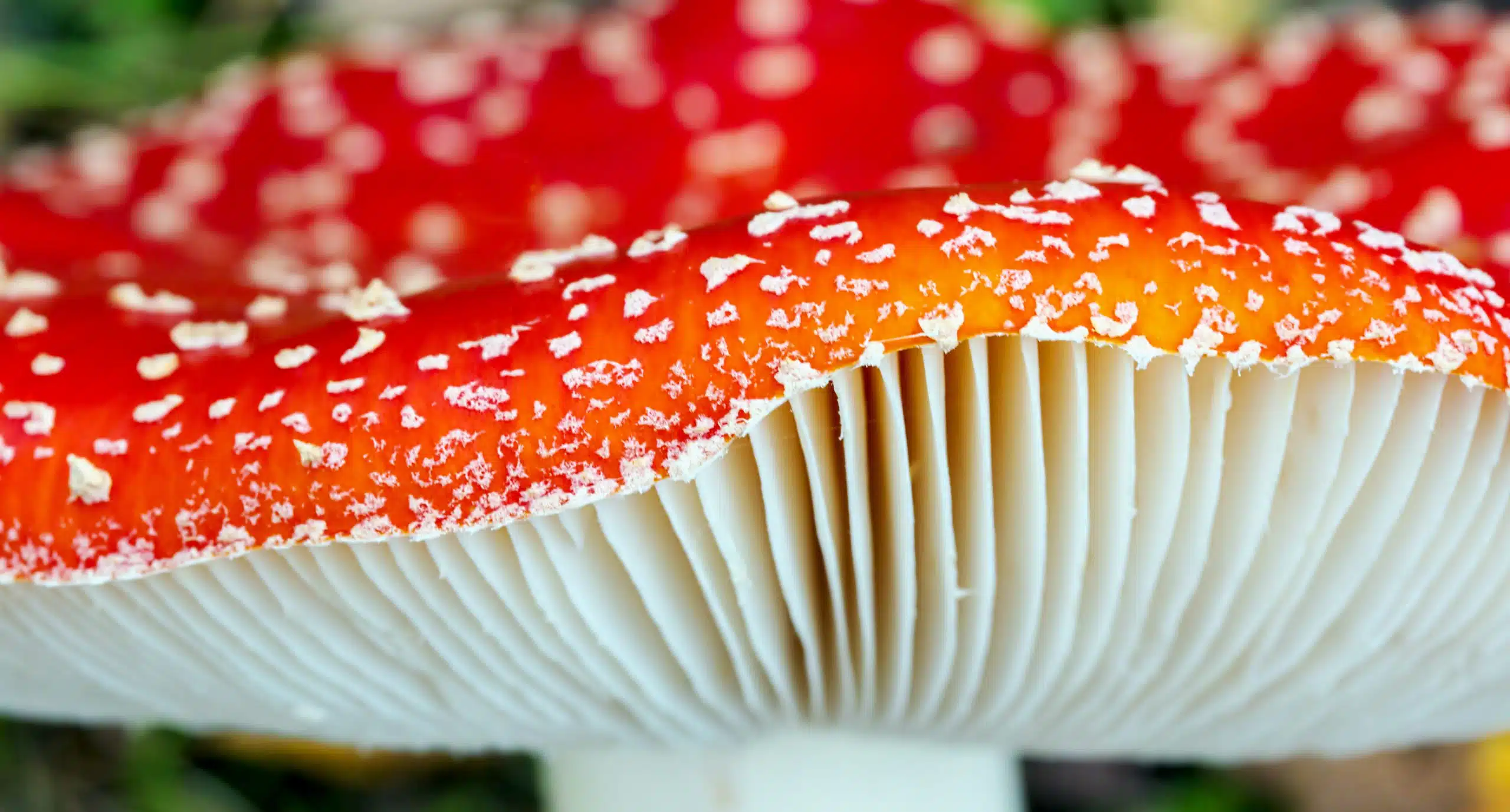 Amanita Muscaria