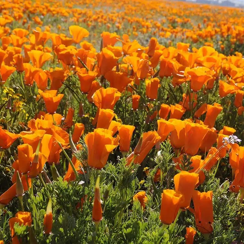 California Poppy