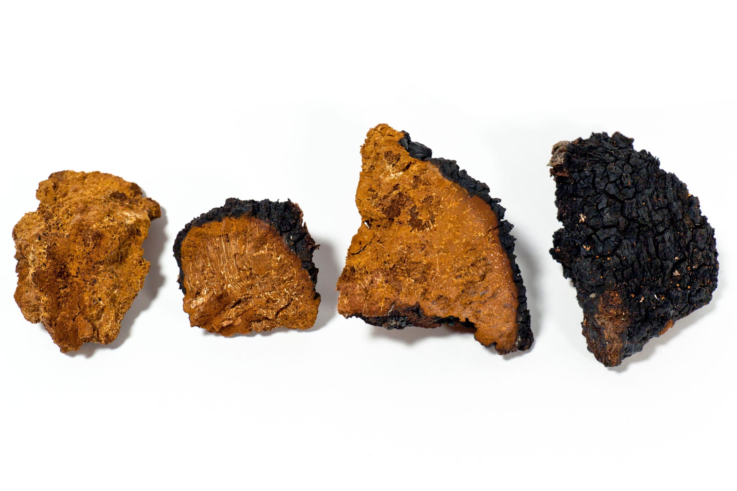 Chaga