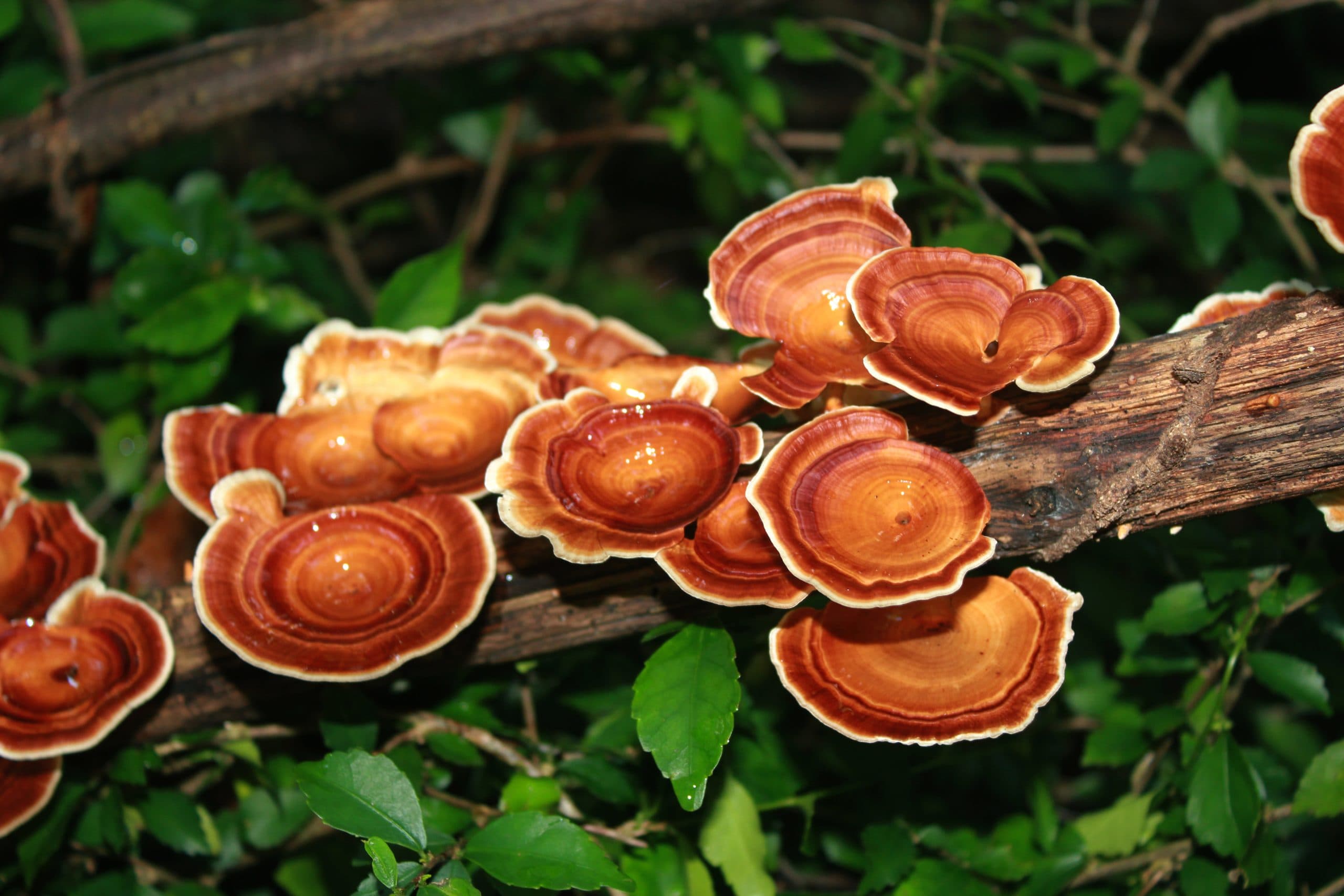 Reishi