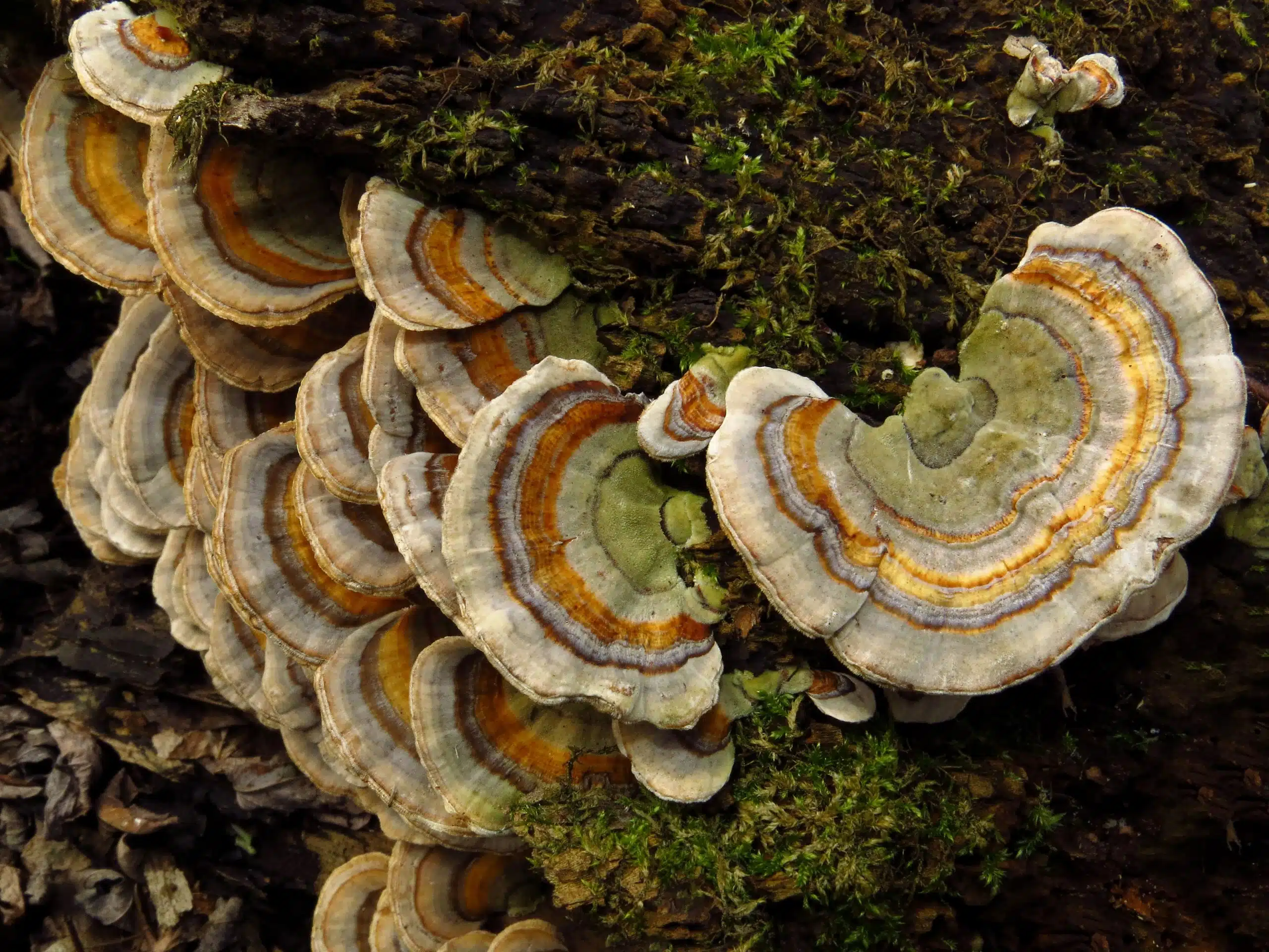 Turkey Tail