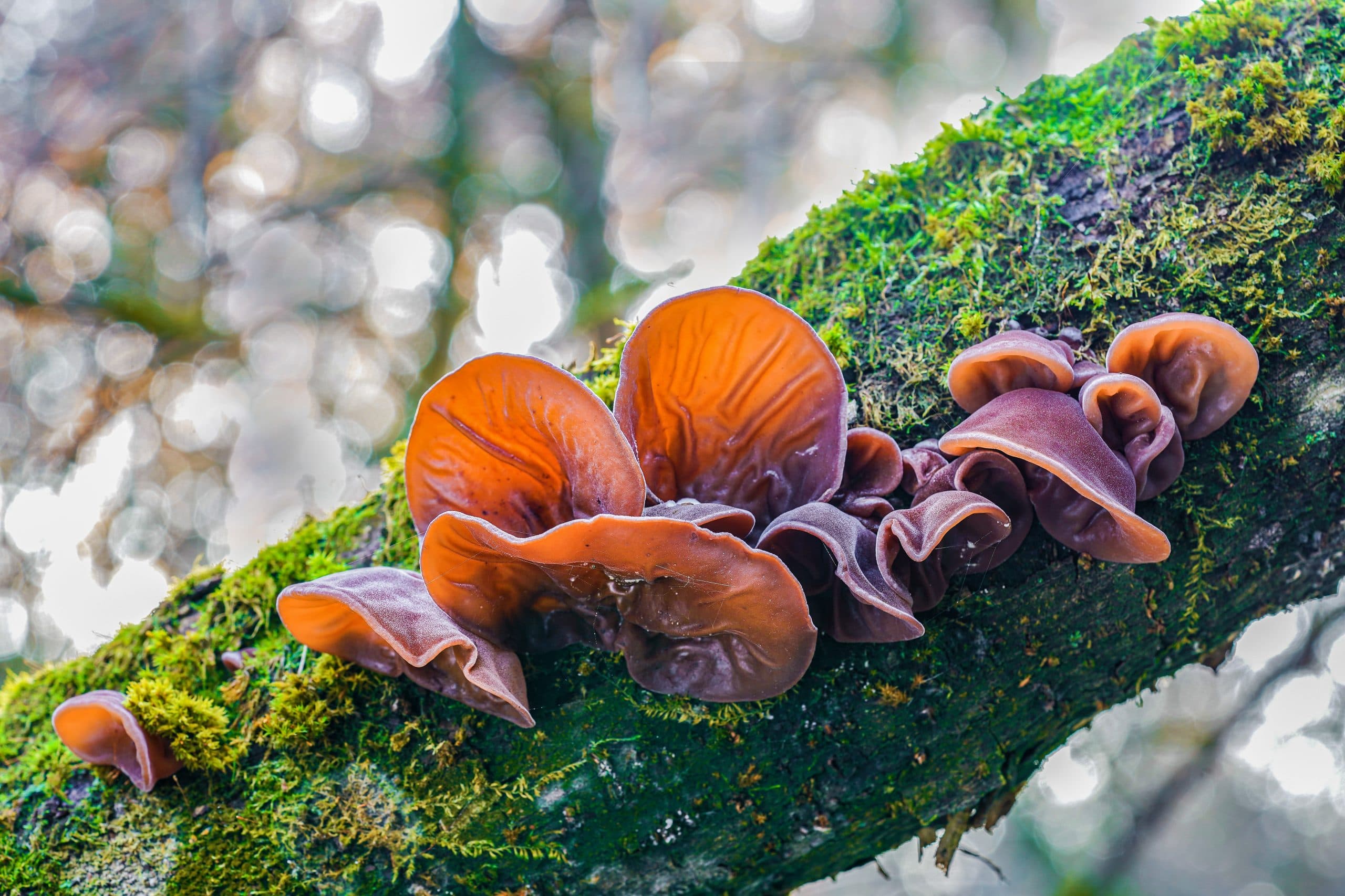 Wood Ear Mushroom