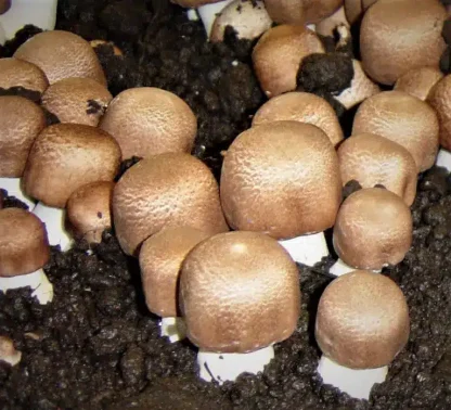 Agaricus Blazei