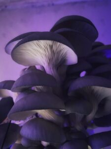 Blue Oyster Mushrooms