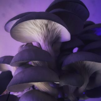 Blue Oyster Mushrooms