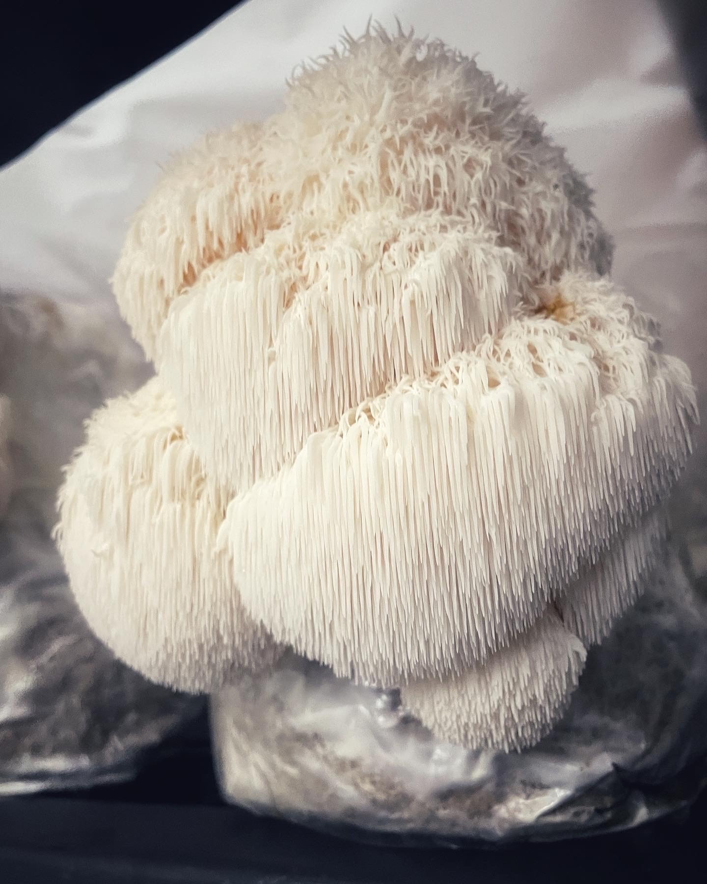 Lions Mane Mushroom