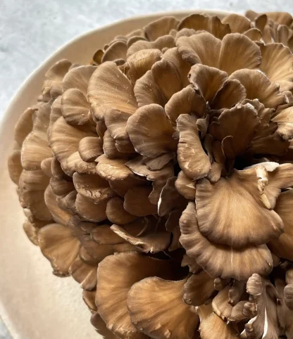 maitake 2
