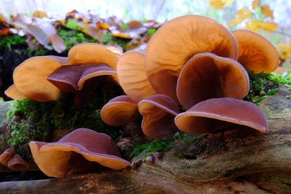Forest,Mushrooms,-,Edible,Mushroom,Auricularia,Auricula-judae,(latin,For,’judas’s
