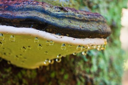 Hanging,Water,Drops,On,A,Red,Banded,Polypore