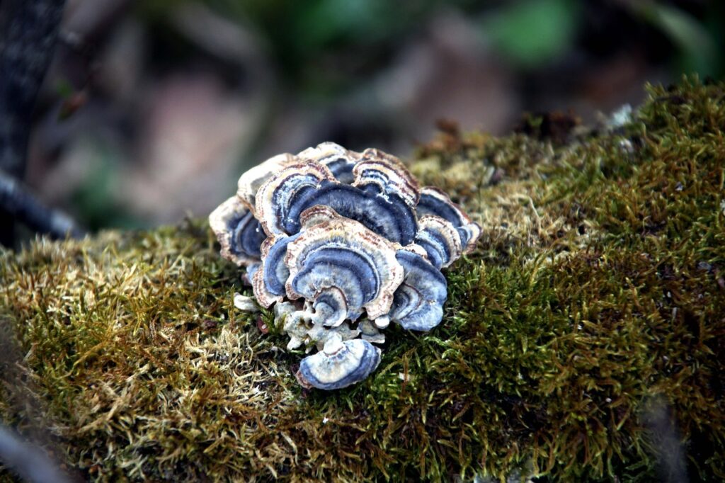 mushroom, moss, nature-7096965.jpg